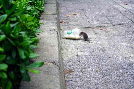 Ongedierte Ratten