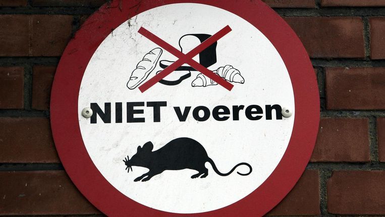 Ratten overlast
