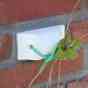 Binderklinker Met Plant