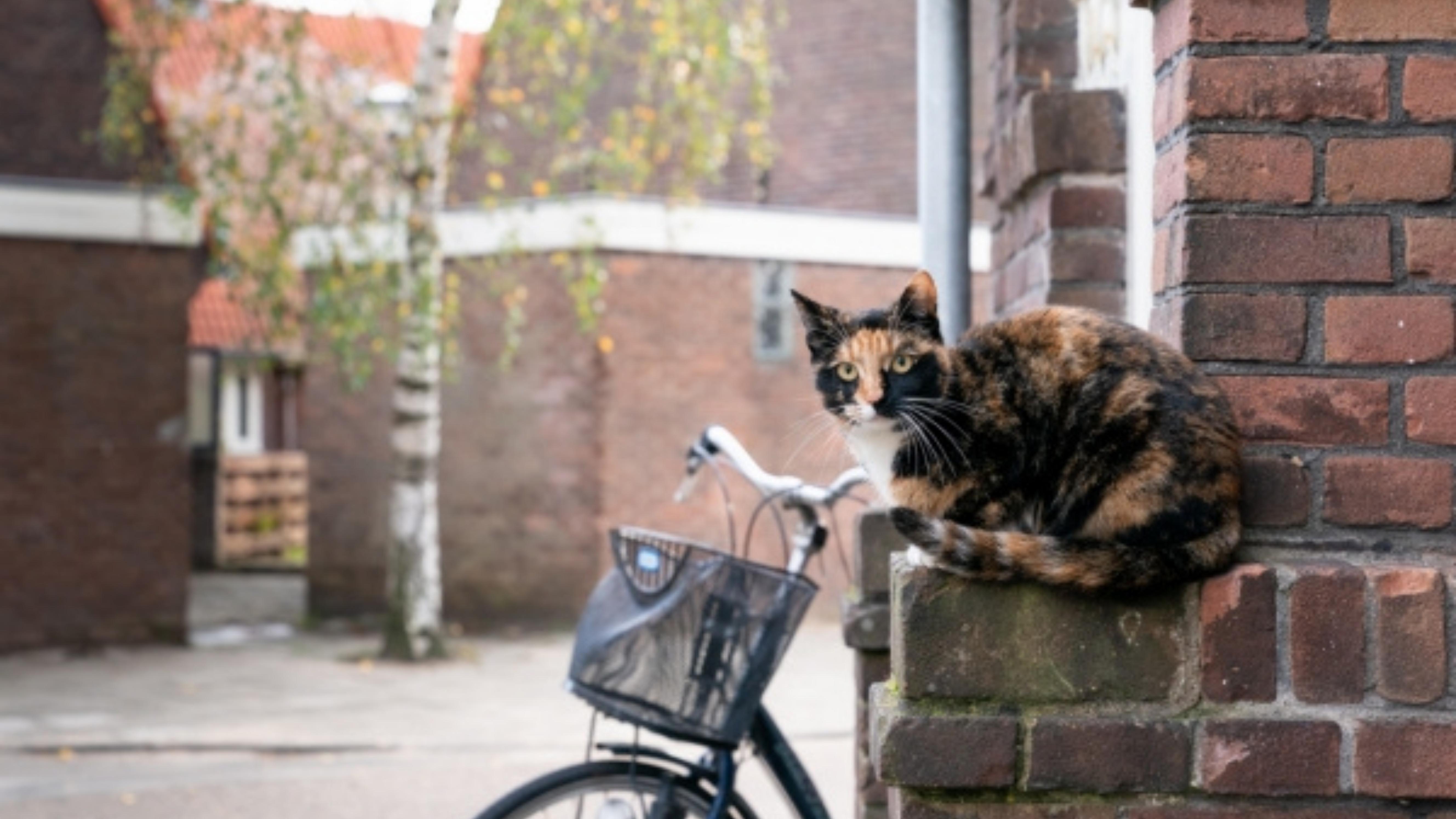 Omgeving Tuindorp Nieuwendam