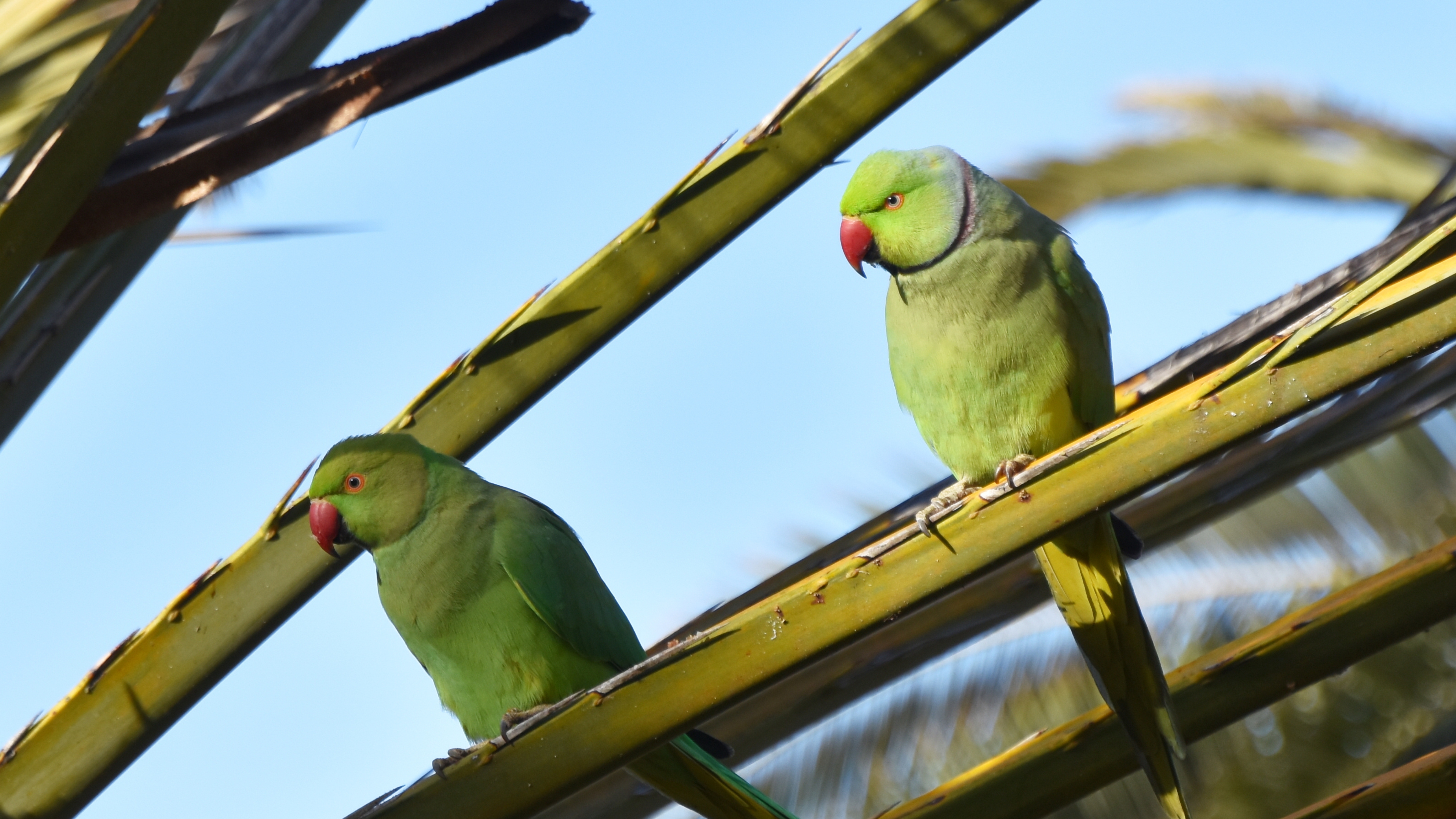 Een halsbandparkiet ziet eruit als een groene papegaai