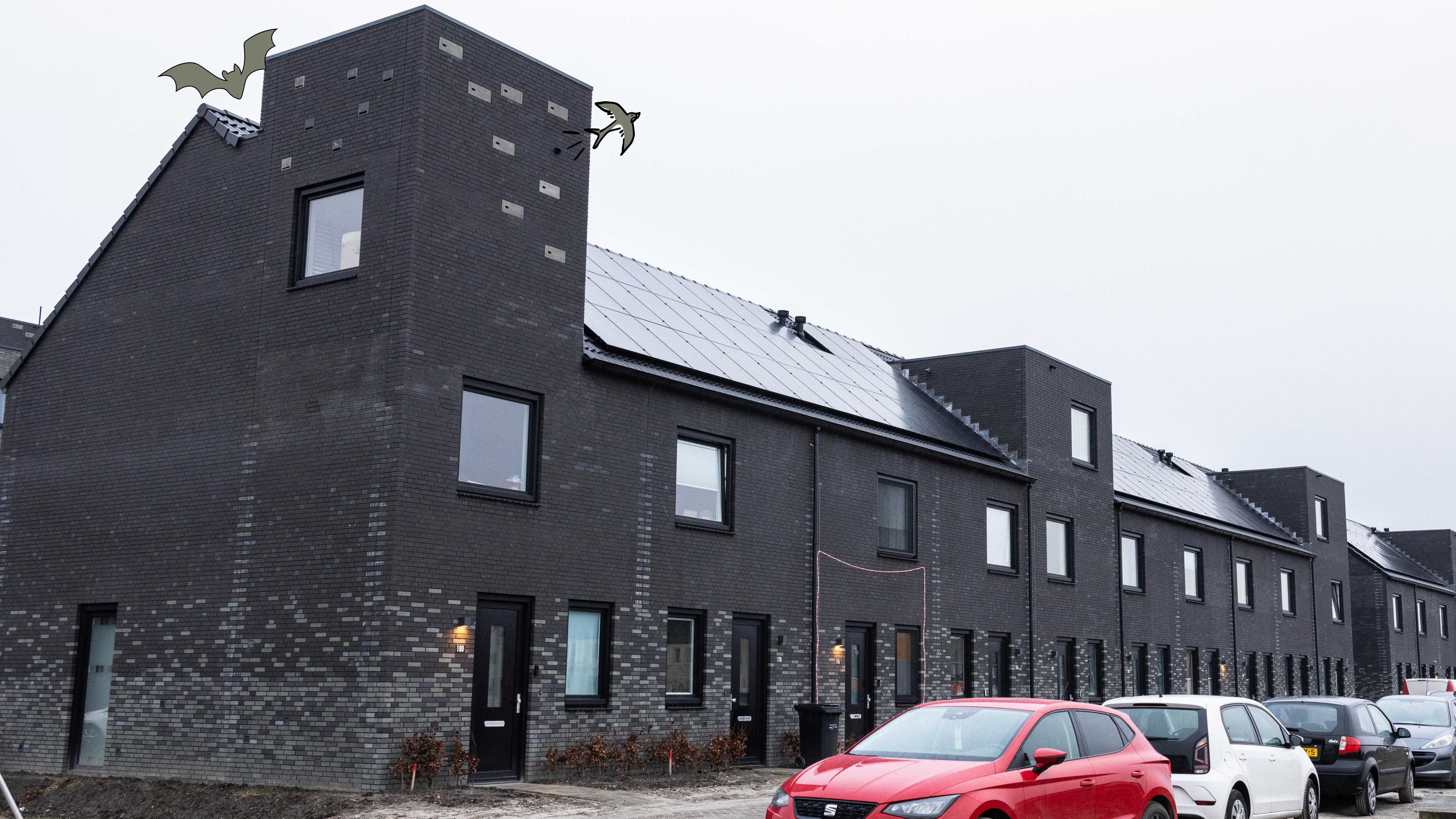 Nobelhorst Vleermuis En Zwaluw