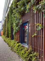Klimplanten Gevel