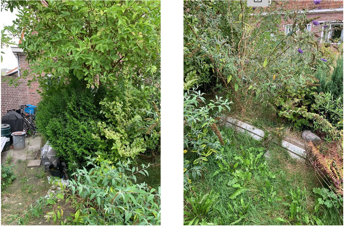 Tuin Voor Snoeien